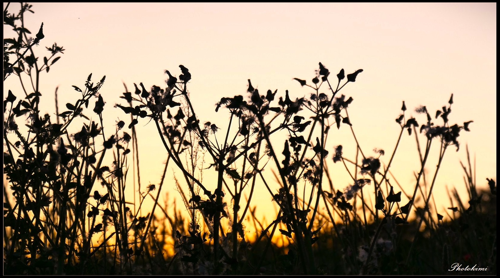 Abendrot auf der Wiese