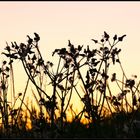 Abendrot auf der Wiese