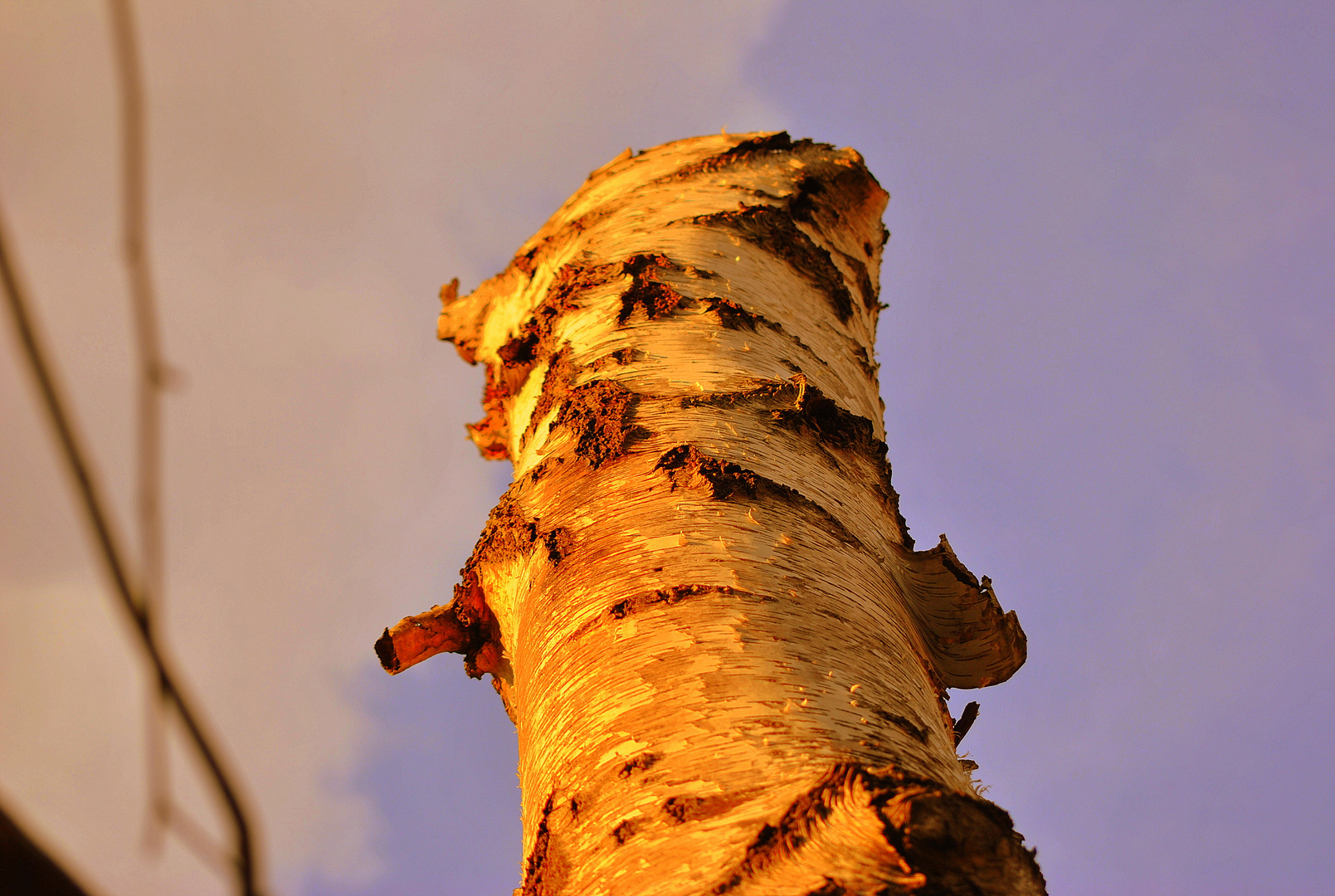 Abendrot auf Stamm