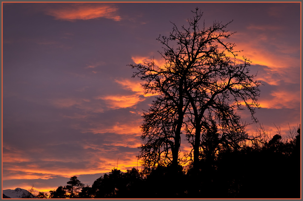 Abendrot-Baum