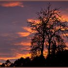 Abendrot-Baum