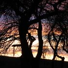 Abendrot im Obstgarten Januar 2012