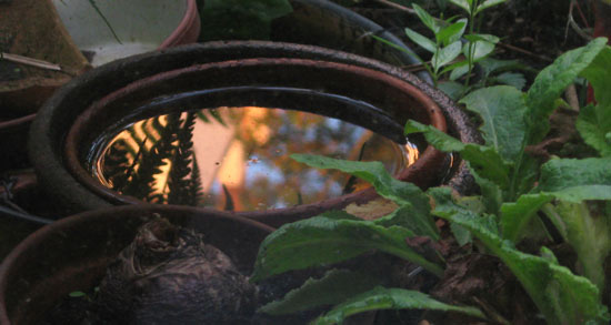 Abendrot im Regen-Wasserspiegel