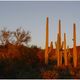 Abendrot im Saguaro Nationalpark