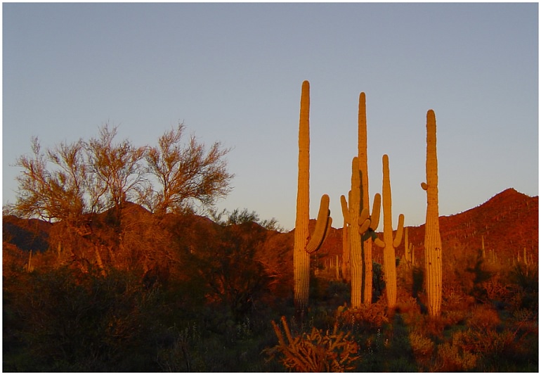 Abendrot im Saguaro Nationalpark