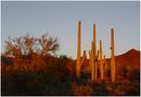 Abendrot im Saguaro Nationalpark von Gabriele Und Andreas Boehme