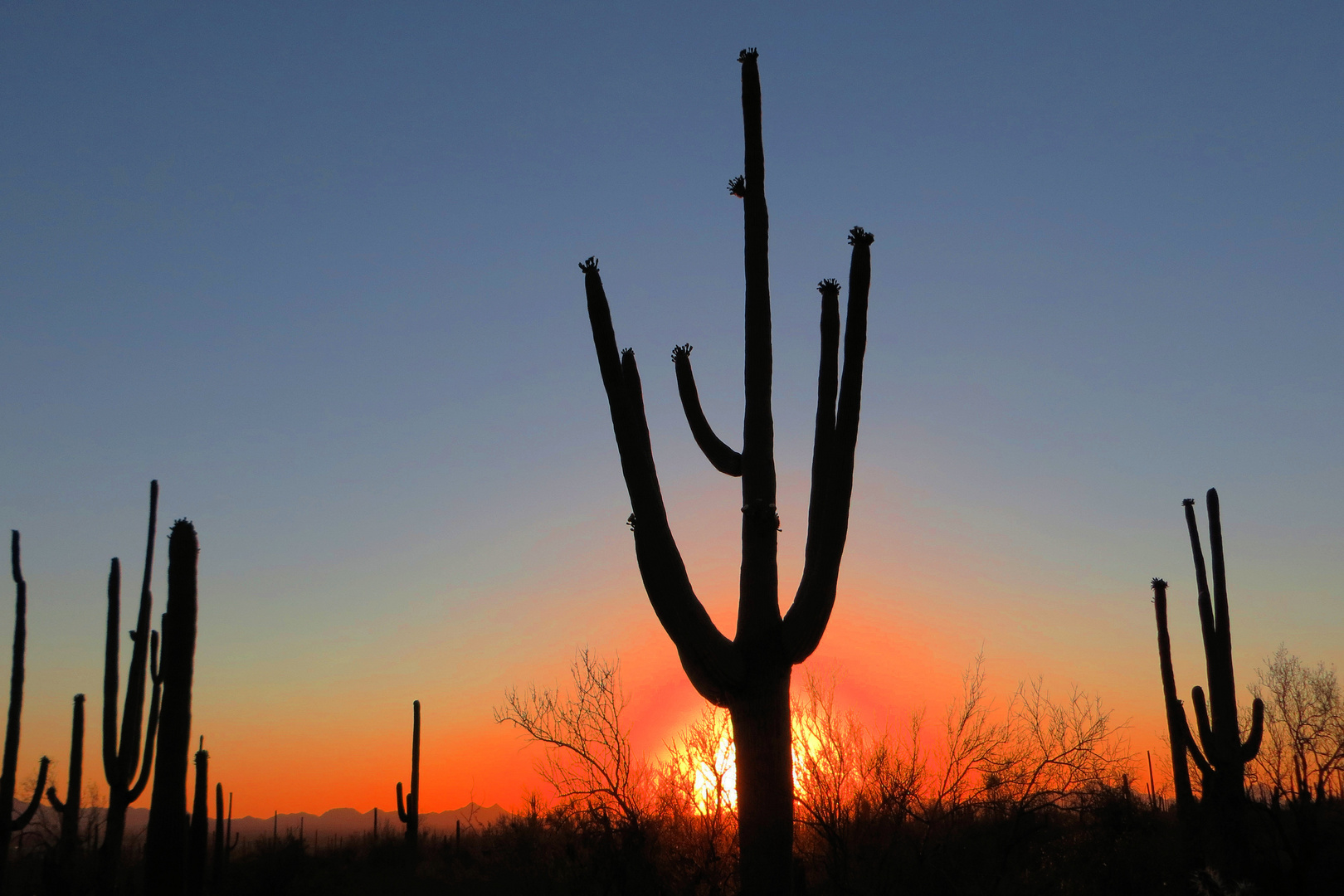 Abendrot im Saguaro-Nationalpark