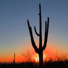 Abendrot im Saguaro-Nationalpark