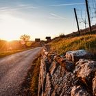 Abendrot im Weinberg