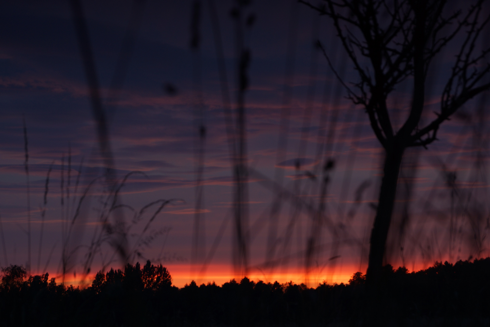 Abendrot in der Wiese