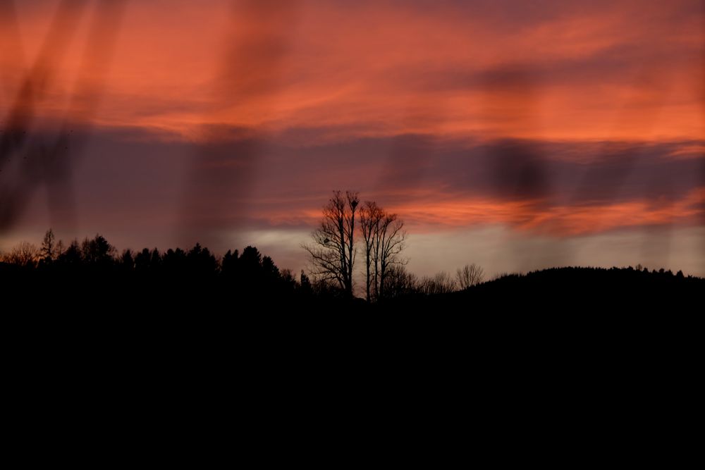 Abendrot mit 2 Bäumen am Horizont