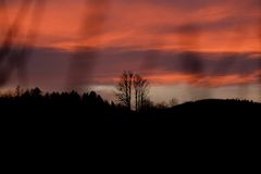 Abendrot mit 2 Bäumen am Horizont