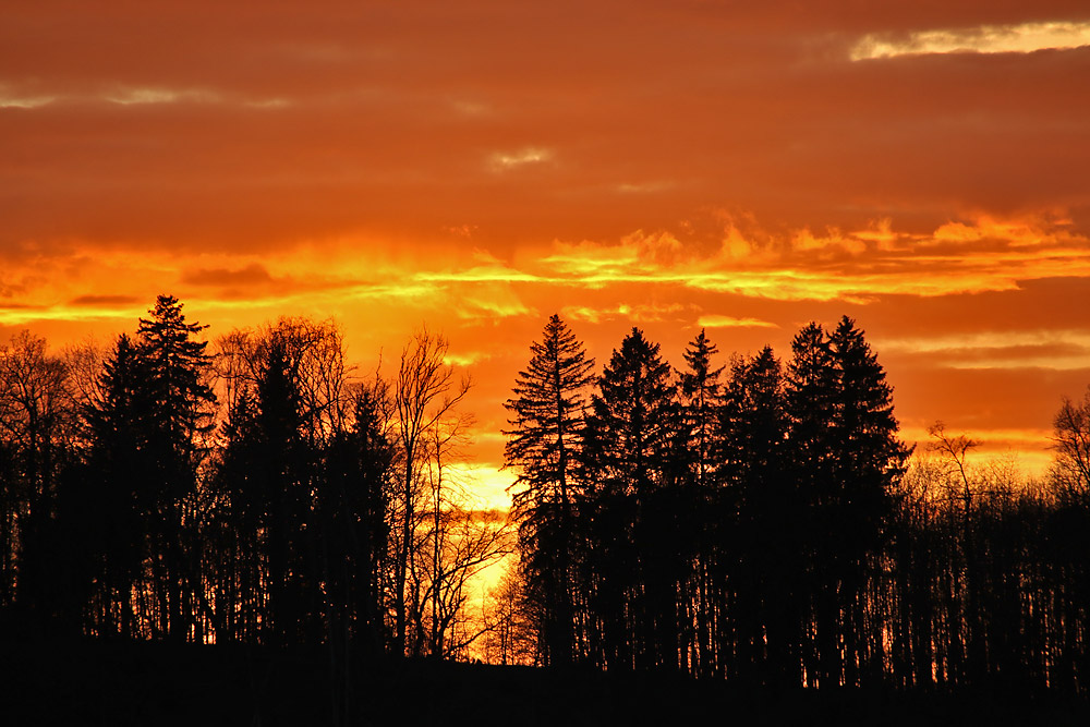 Abendrot mit Baumreihe