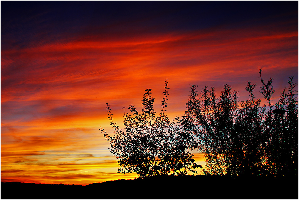 Abendrot mit Busch-Vordergrund