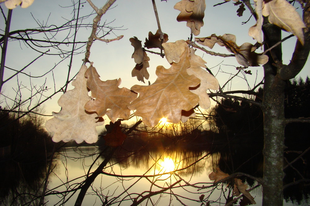 Abendrot mit Herbstlaub