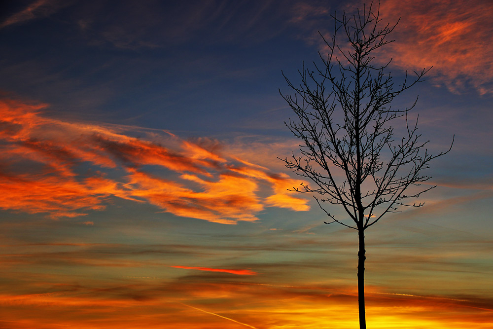 Abendrot mit kahlem Baum