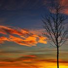 Abendrot mit kahlem Baum