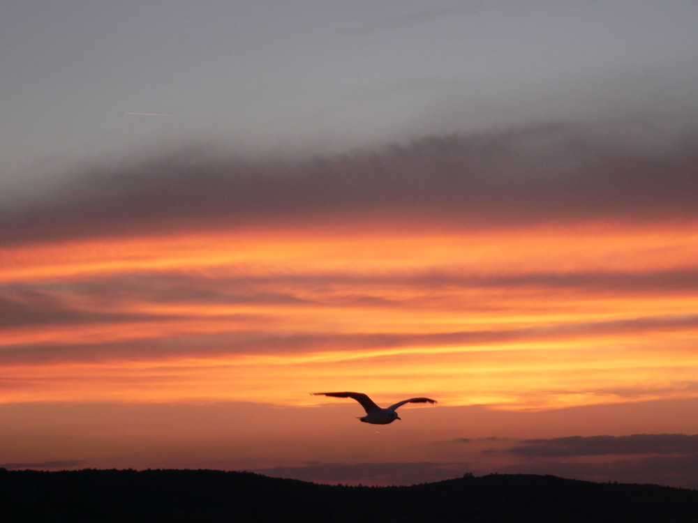 Abendrot mit Möve