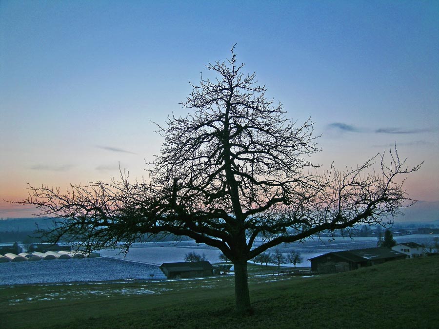 Abendrot mit Wintergrün