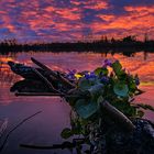 Abendrot-Sonnenuntergang mit duftenden Veilchen