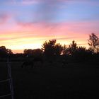 Abendrot über der Pferdewiese