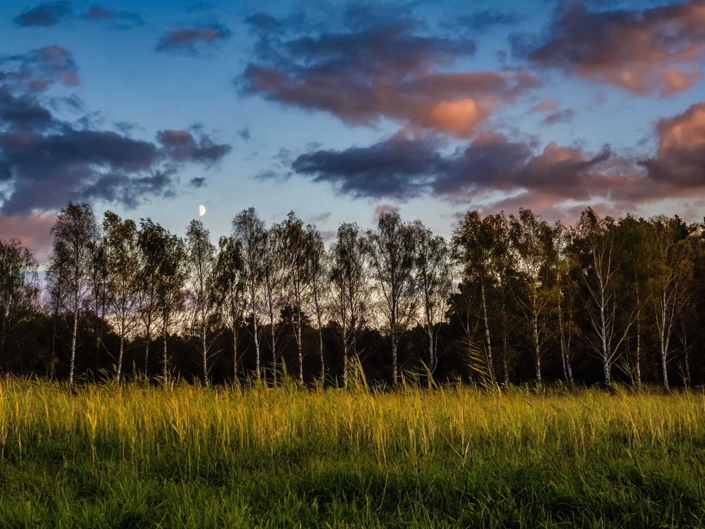 Abendrot und Mondaufgang hinter der Birkenallee