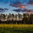 Abendrot und Mondaufgang hinter der Birkenallee