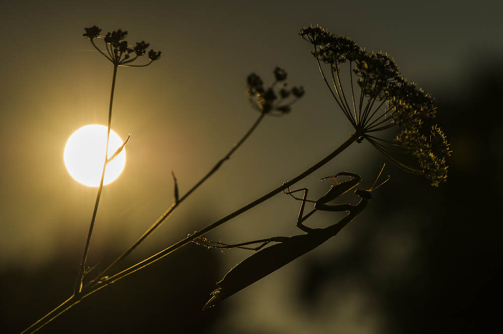 Abendruhe