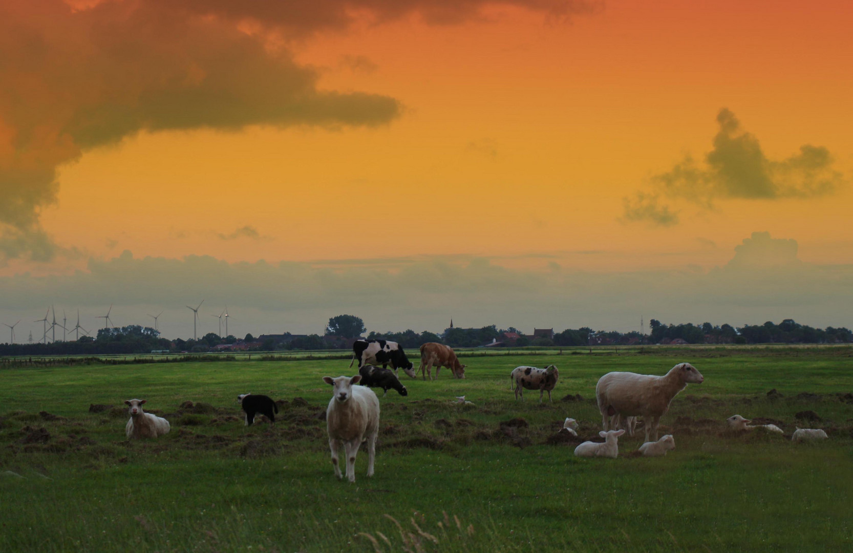 Abendruhe auf der Weide