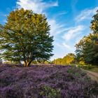 Abendruhe in der Mehlinger Heide