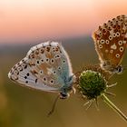 Abendruhe in Gesellschaft - der Silbergrüne Bläuling