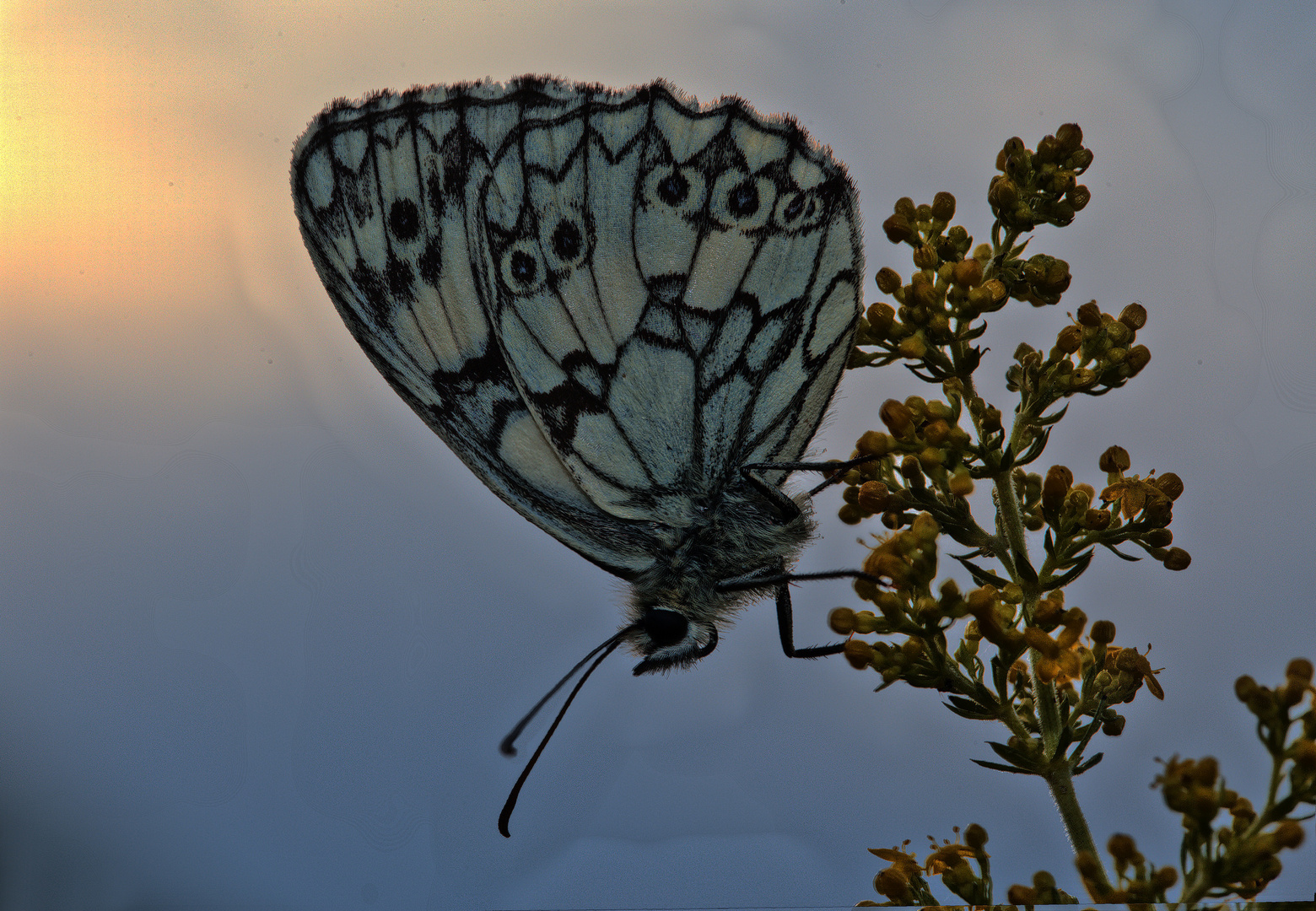 Abendruhe: Schachbrettfalter