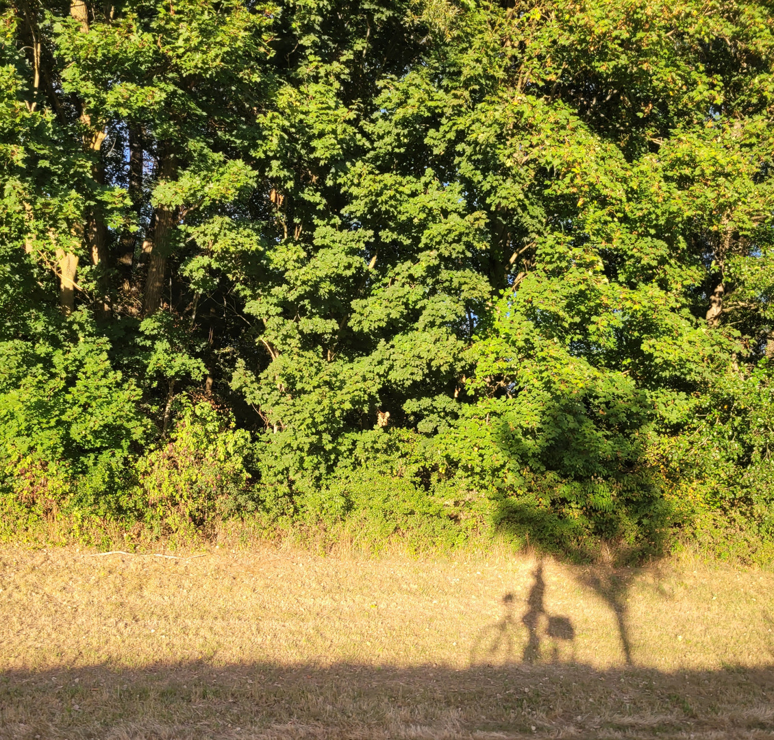 Abendrunde in der Sonne