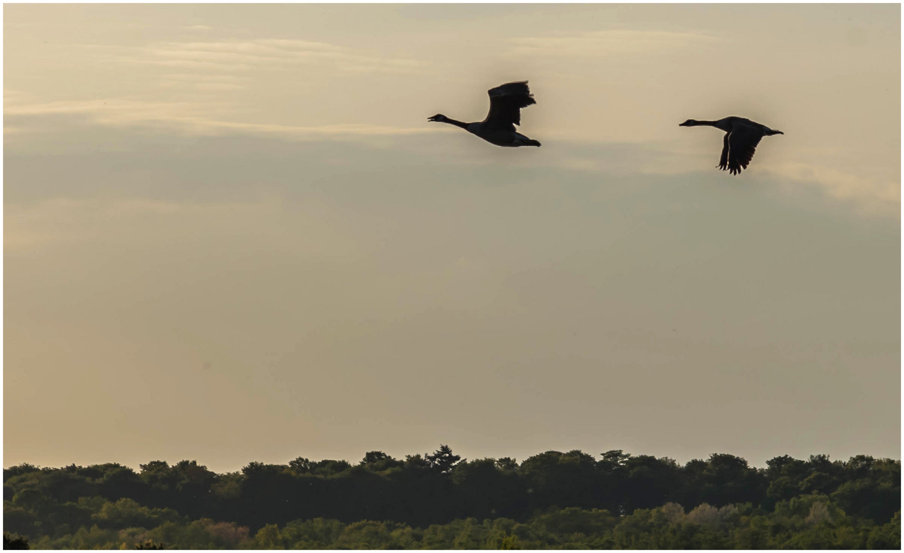 Abendrundflug