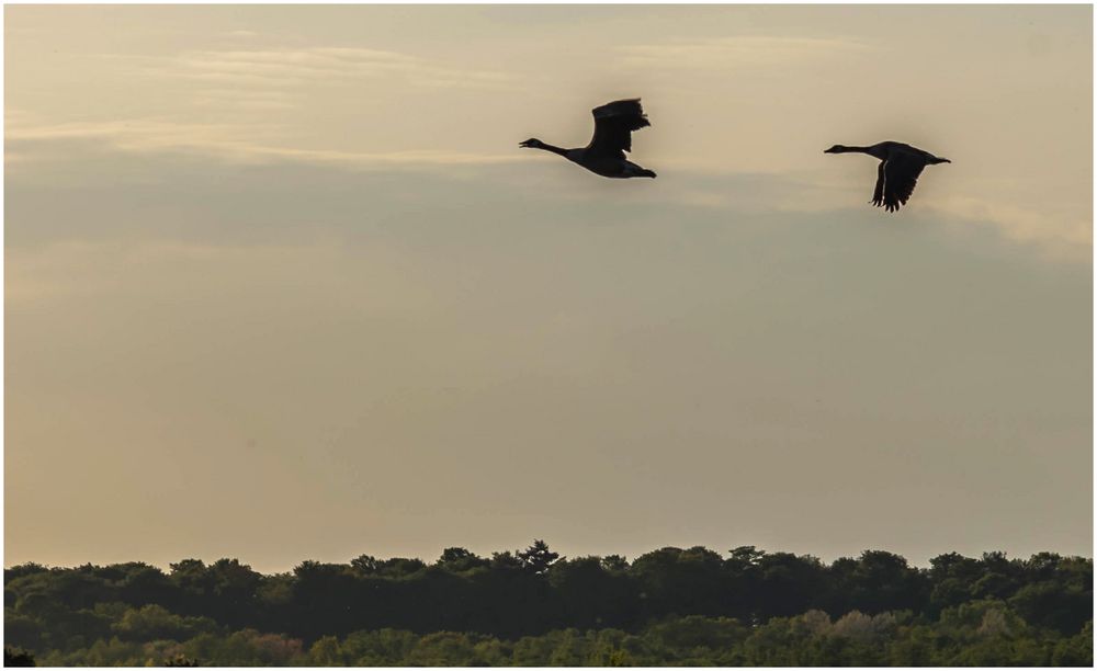 Abendrundflug