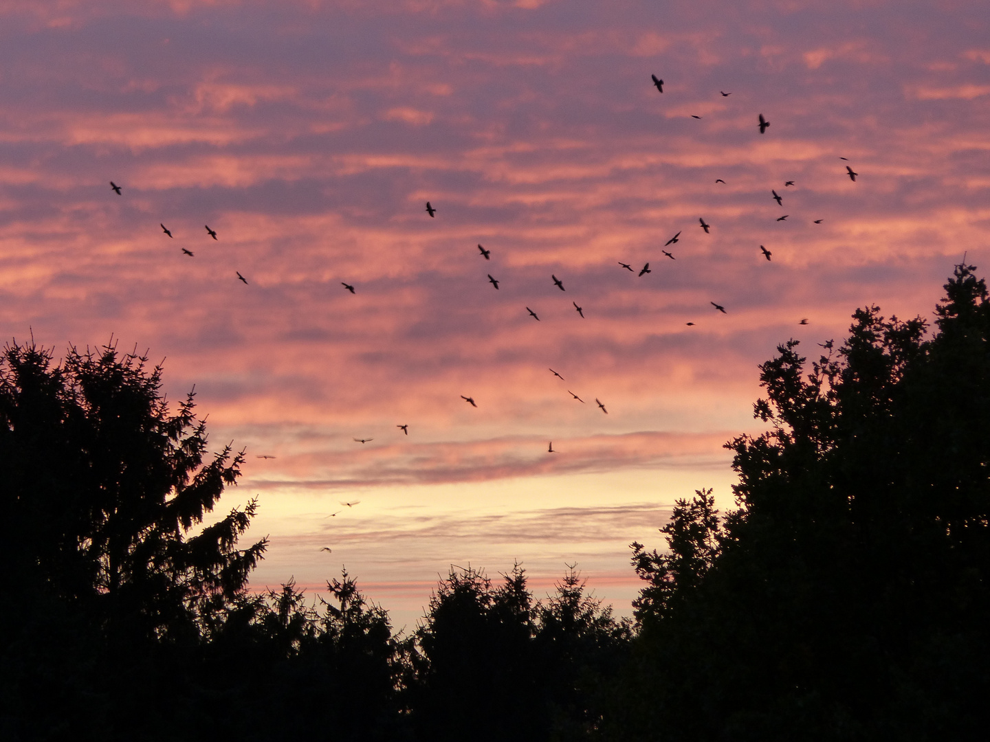 Abendrundflug