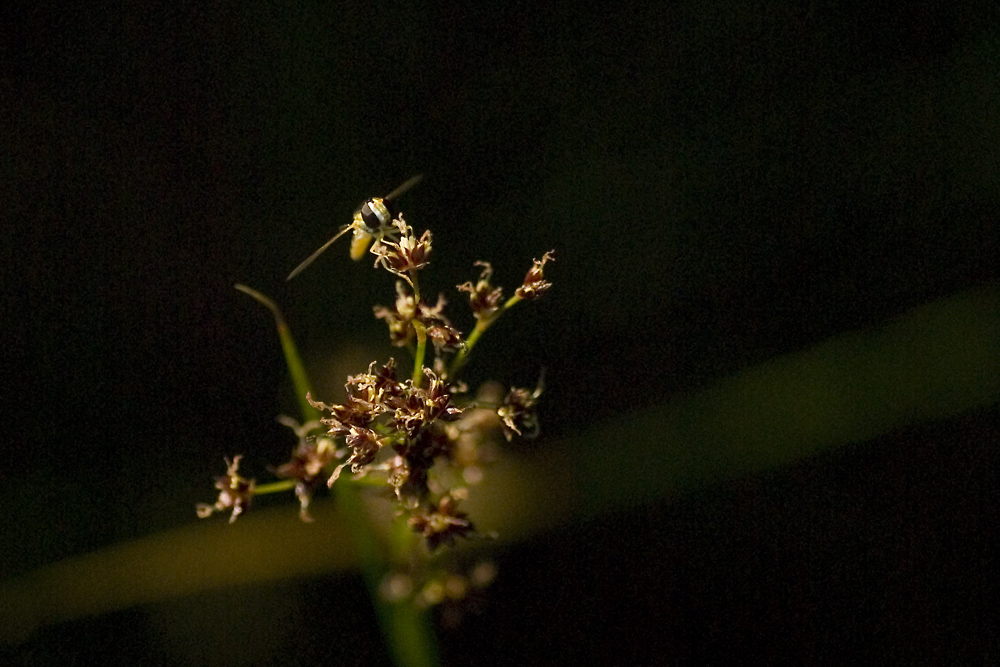 Abends allein am See... 2 Foto & Bild | tiere, wildlife, insekten