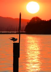 Abends am Bodensee