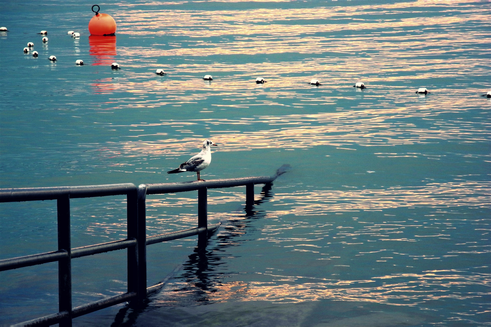 Abends am Bodensee