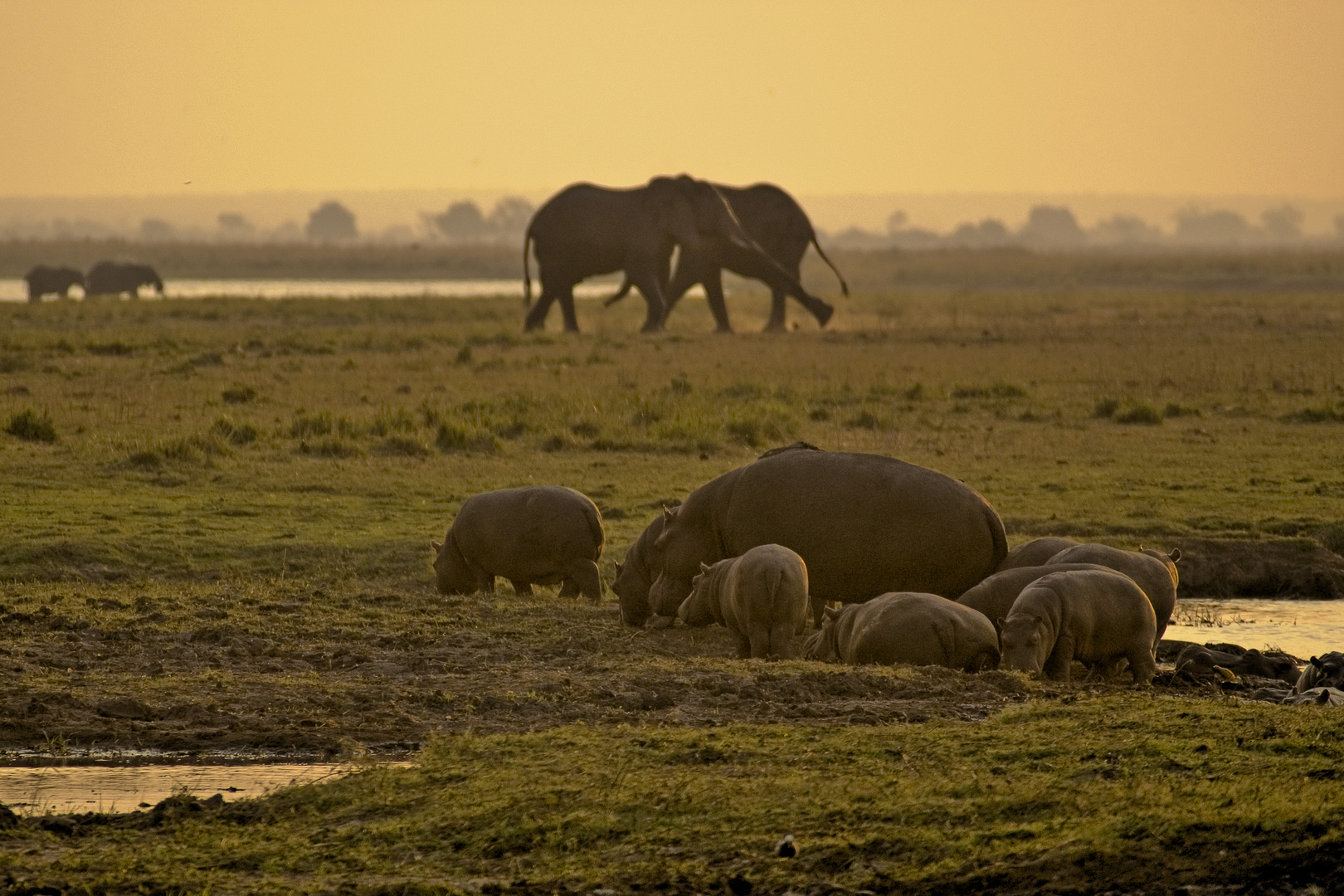 Abends am Chobe