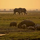 Abends am Chobe