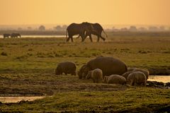 Abends am Chobe