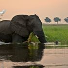 Abends am Chobe