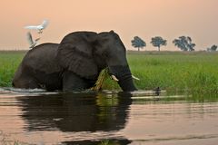 Abends am Chobe