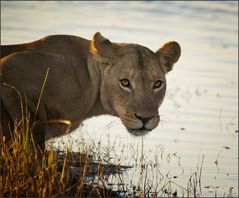 Abends am Chobe