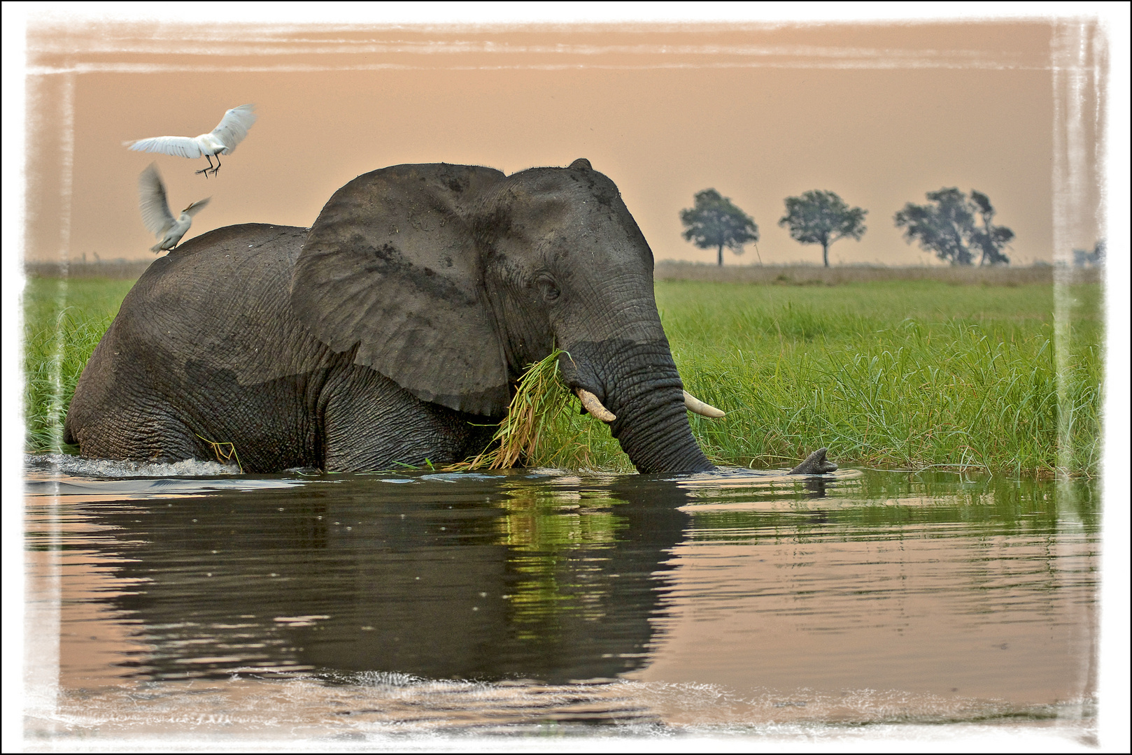 Abends am Chobe - neu