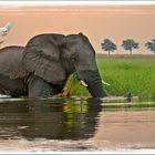 Abends am Chobe - neu