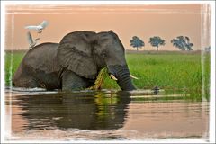 Abends am Chobe - neu