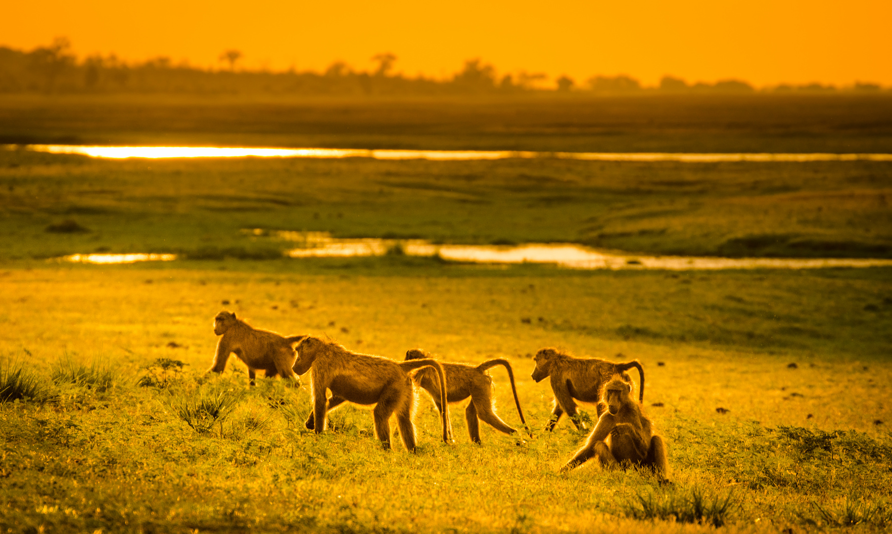 Abends am Chobe River