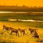 Abends am Chobe River